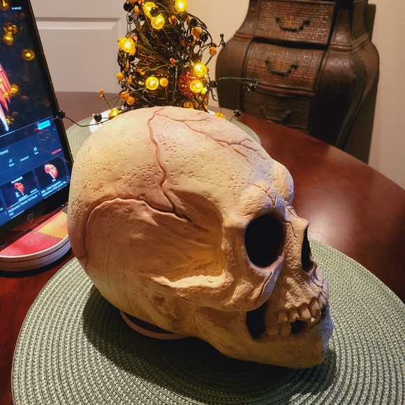 Skull - Picture 4 of 8